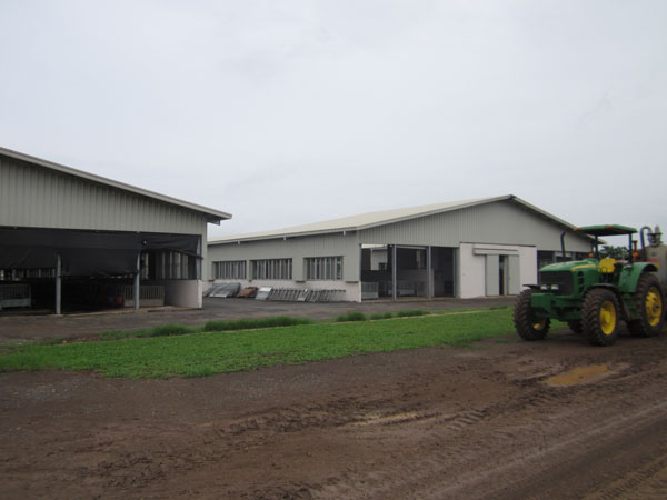 Construction of The Milk Cows Feeding Farm Building